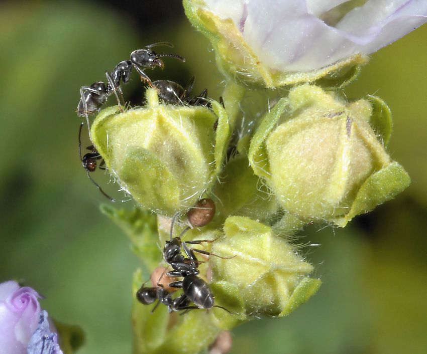 Formichine su boccioli di malva
